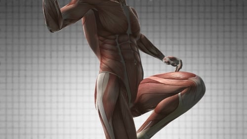 Dynamic 3D Human Muscular System Running Loop