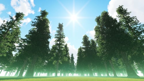 Fabulous Forest and Sunlight