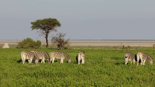 Zebras das planícies no Parque Nacional das Planícies de Etosha