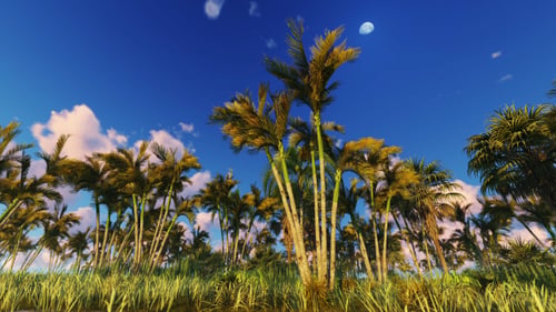Tropical Forest and TimeLapse Clouds