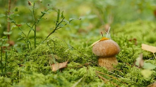 Small Boletus Grow in Woods