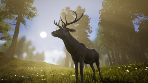 Realistic Deer Grazing in Sunny Forest Meadow