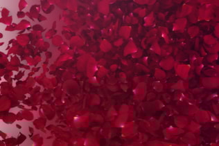 Petals Logo Reveal III