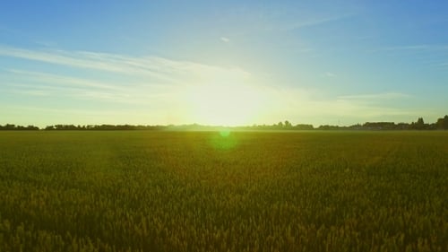 Landscape Summer Wheat Field on Background Blue Sky. Grain Field Aerial