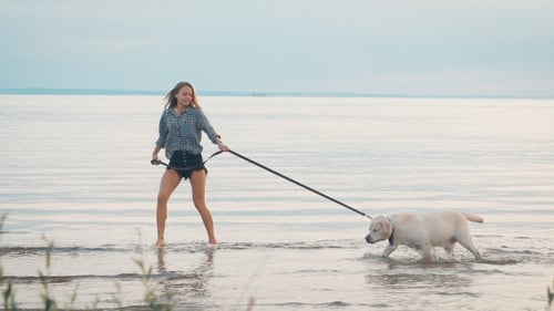Woman Is Walking Big Labrador on a Leash on a Shore of Large River in Evening Time