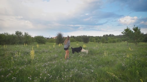 Young Woman Is Walking Two Dogs in Green Blooming Field in Summer Evening, Dogs Are Playing