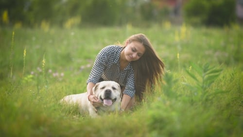 Pretty Woman Is Stroking Her Big White Labrador and Looking in Camera in a Middle of a Green Field