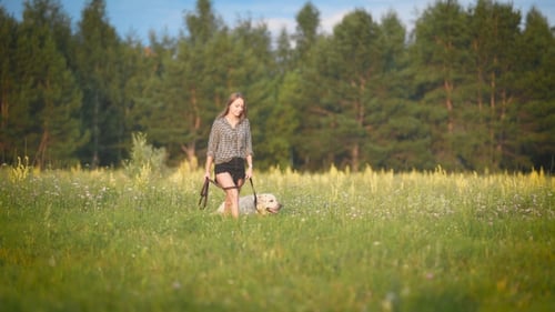 White Labrador Is Walking on a Leash with Young Slim Owner Near Forest in Sunny Weather in Summer