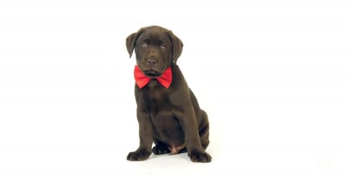 Brown Labrador Retriever, Puppy wearing a Bow Tie on White Background, Normandy, Slow Motion 4K