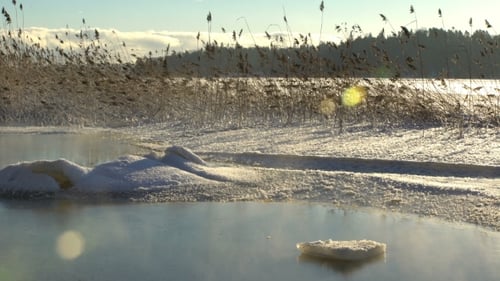 Winter Reeds in Lake