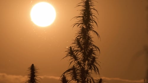 Cannabis Plants Silhouetted Against Sunset Sky
