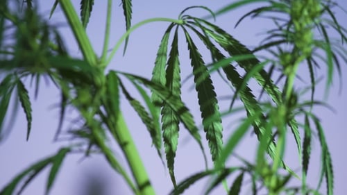 Schuss Marihuana