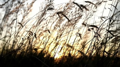 Tall Grass Silhouetted at Golden Sunrise