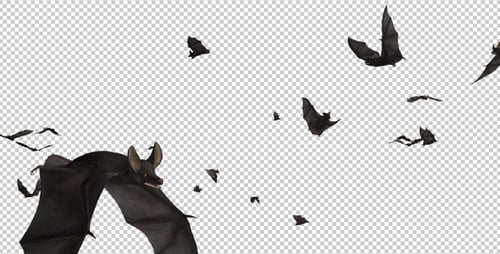 Bats - Swarm Flying Around - Loop