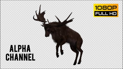 Stag Run 2