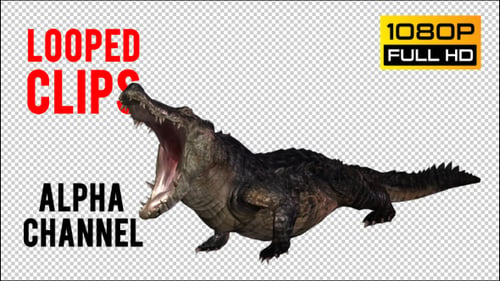 Crocodile - Alligator Looped