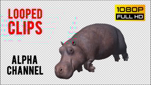 Animated 3D Hippo Walking Animation on Transparent Background
