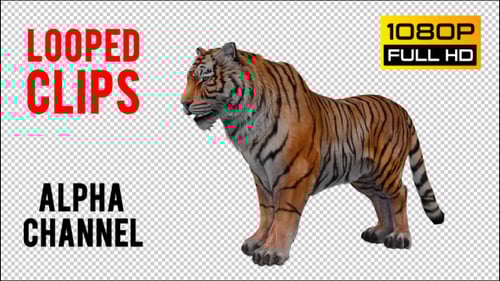 3D Animated Realistic Tiger Standing, Walking, and Roaring
