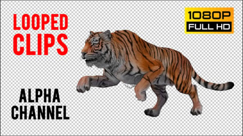 Tiger Looped 4