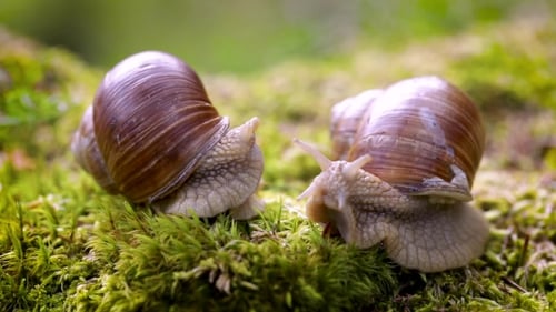 Helix Pomatia, Burgundy Snail