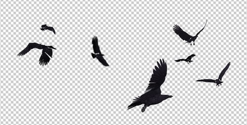 Flock of Flying Birds Silhouette Alpha Channel Animation