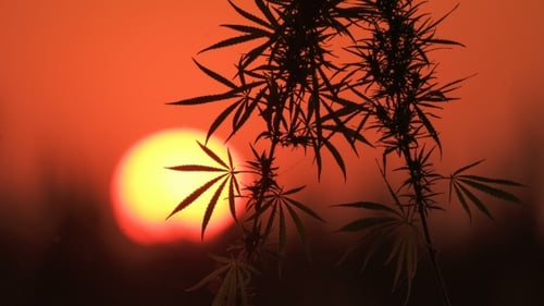 Plants Silhouetted Against a Vivid Sunset