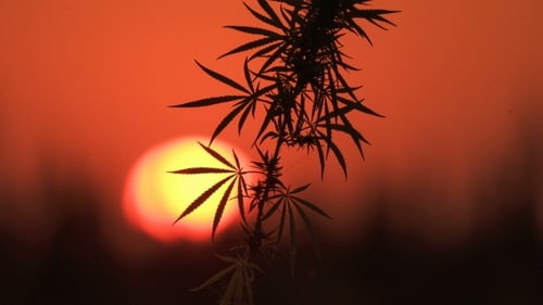 Cannabis Plant Silhouetted Against Sunset Sky