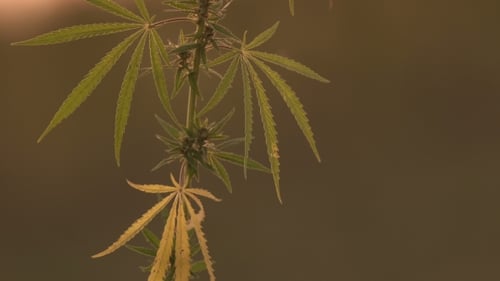 Close Up of Vibrant Green Cannabis Plant