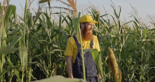 A Farmer in a Corn Field
