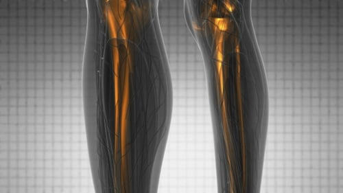 Animated Human Skeletal System Scan with Glowing Bones