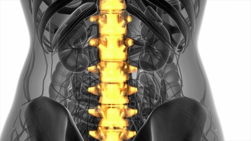 3D Medical Scan of Human Spine with Glowing Highlight