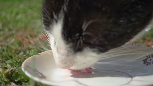 Cat Is Drinking Milk From Cat Bowl in