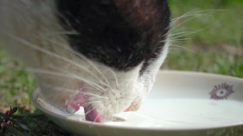 Cat Drinking Milk from a Bowl Outdoors