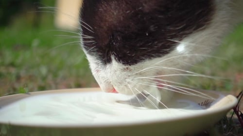 Black and White Cat Drinking Milk Outdoors