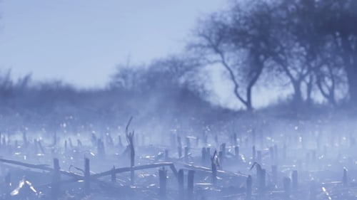 Rural Field with Fog and Dead Vegetation
