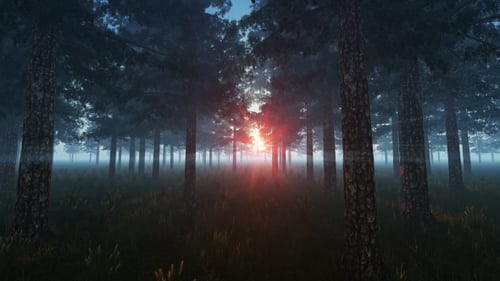 Morning In Pine Forest