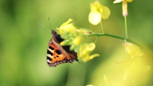 Mariposa en una flor en