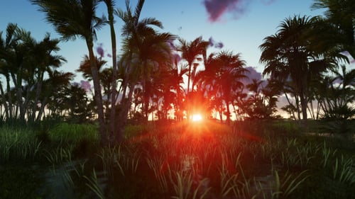 Vibrant Tropical Sunset Behind Palm Trees and Green Grass