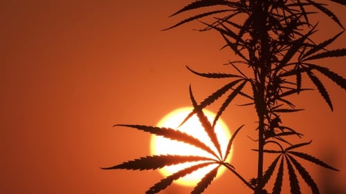 Cannabis Plant Silhouette Against a Fiery Sunset