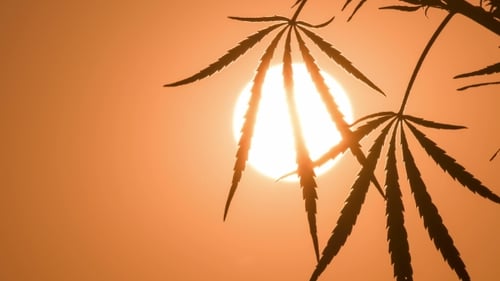 Cannabis Leaves Silhouetted at Sunset