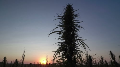 Marijuana Plants Silhouetted Against a Setting Sun