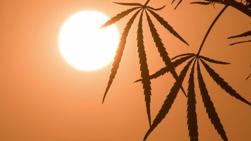 Cannabis Leaves Silhouetted Against a Sunrise