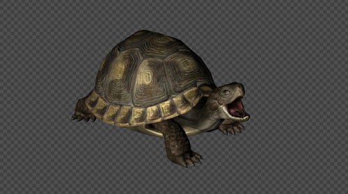 Animated Tortoise Hiding in Shell and Emerging
