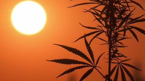 Cannabis Silhouette Against Golden Sunset