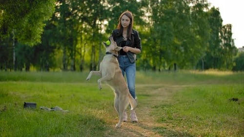 Woman and Dog Play Fetch in the Park