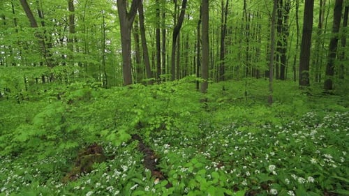 Fleurs de ramson blanches, parc national de Hainich, Thuringe, Allemagne
