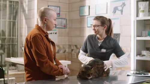 Vet Giving Checkup to Cat and Speaking with Owner in Clinic