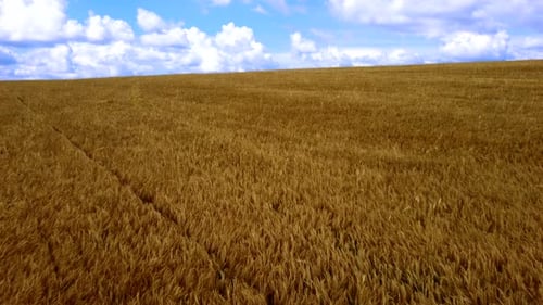 Landscape Wheat Field