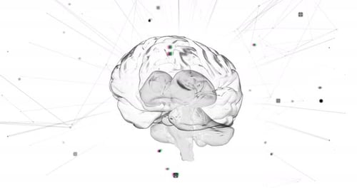 Animated Digital Brain Model with Neural Network Connections