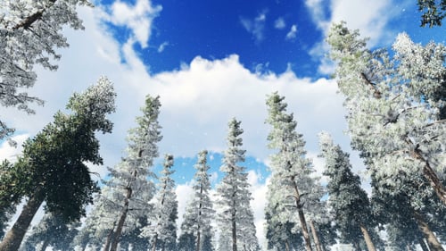 Pine Forest in Winter